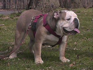 Stud Dogs in NY
