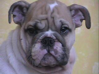 Bulldog Puppies for Sale