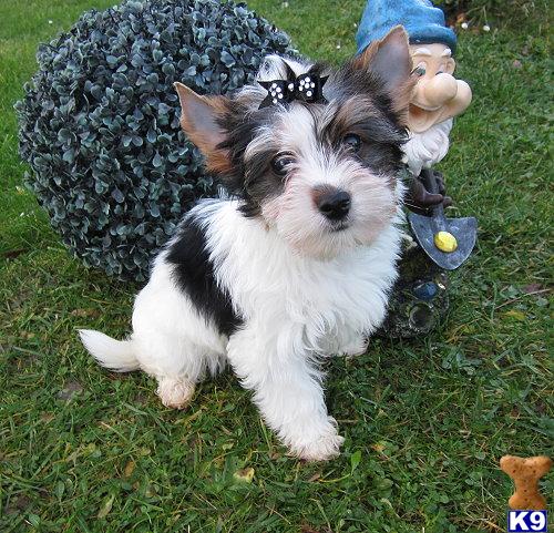 Biewer Yorkshire Terriers Puppies