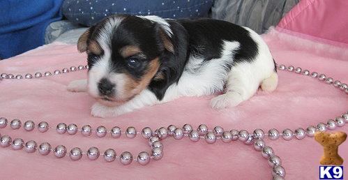 Puppies in DE