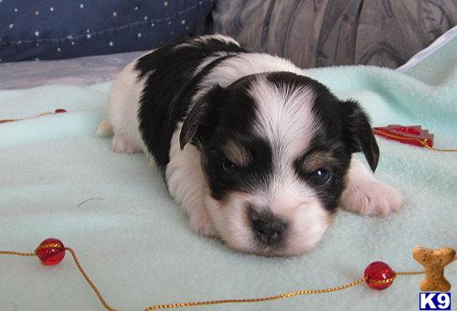 Puppies in DE