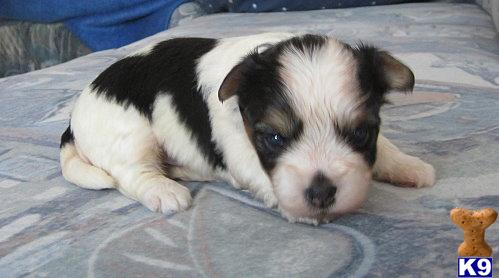 Puppies in DE