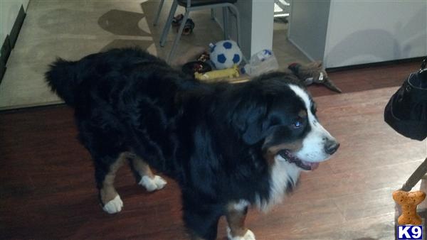 Stud Dogs in WI