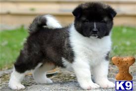 Puppies for Adoption