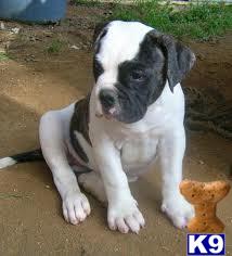 Puppies for Adoption