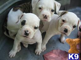 Puppies for Adoption