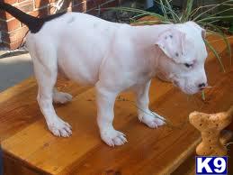 Puppies for Adoption
