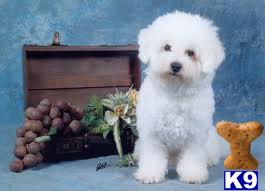 Puppies for Adoption