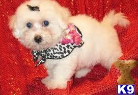 Puppies for Adoption
