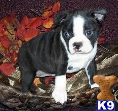 Puppies for Adoption