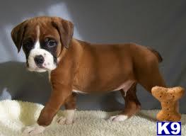 Puppies for Adoption