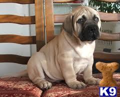 Puppies for Adoption
