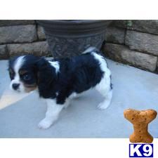 Puppies for Adoption