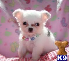 Puppies for Adoption