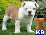 Puppies for Adoption