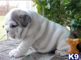 Puppies for Adoption