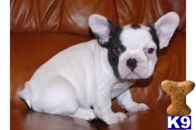 Puppies for Adoption