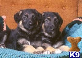 Puppies for Adoption