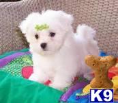 Puppies for Adoption