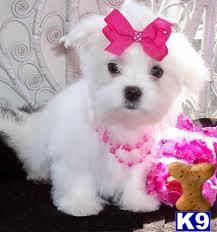 Puppies for Adoption