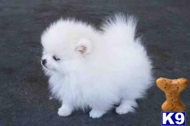 Puppies for Adoption