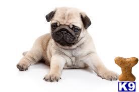 Puppies for Adoption