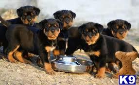 Puppies for Adoption
