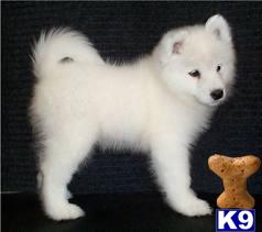 Puppies for Adoption