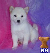 Puppies for Adoption