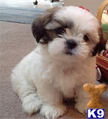 Puppies for Adoption