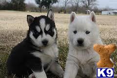 Puppies for Adoption