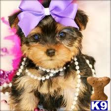Puppies for Adoption