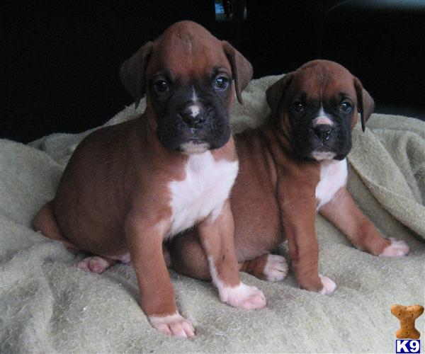 boxer puppies for sale in colorado. Somethingboth puppies maryland find oxer puppies Of beautiful oxer listings to find pets from local breeders Boxer+puppies+for+sale+in+massachusetts