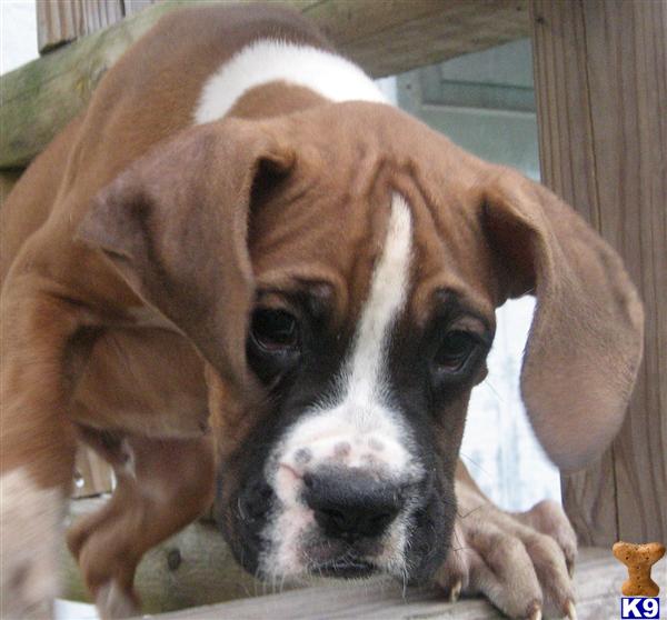 Puppies in Laurel