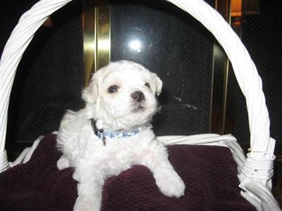 Maltese Puppies in TX