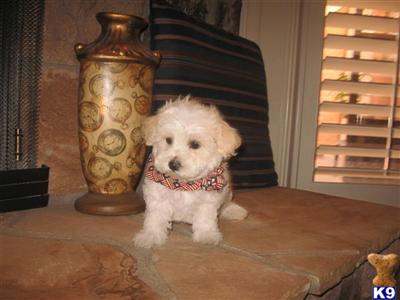 Maltipoo Puppies for Sale