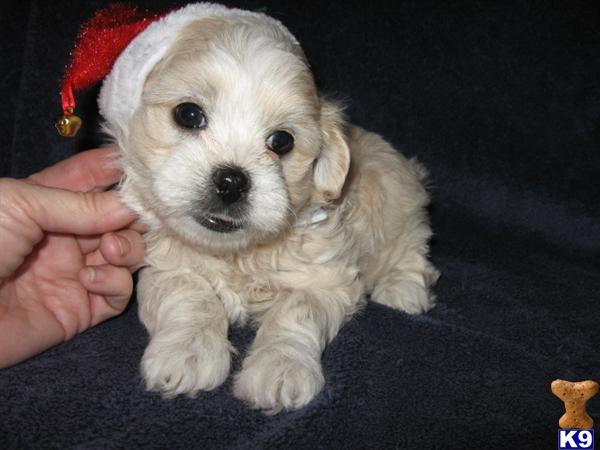 Puppies in Odessa