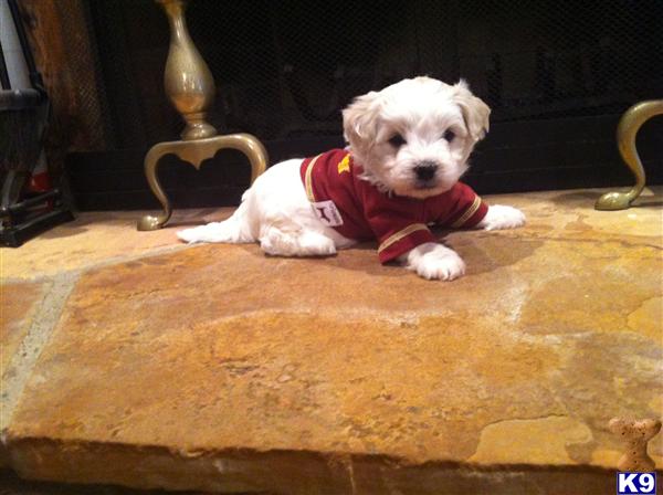Maltipoo Puppies in TX