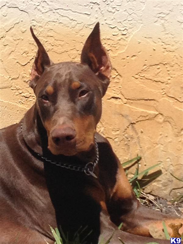 Stud Dogs - Doberman Pinscher
