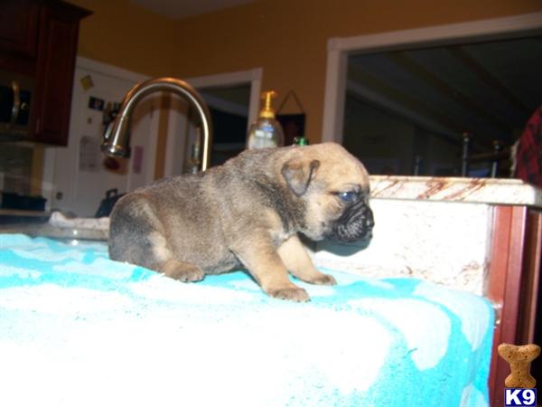 Old English Bulldog Puppies