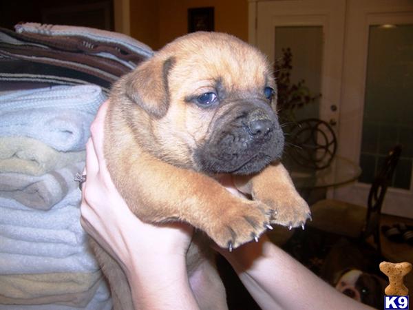 Old English Bulldog Puppies