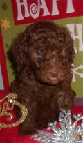 Goldendoodles