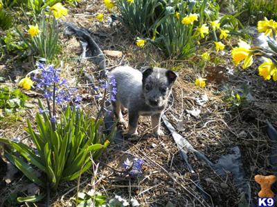 Puppies in West plains