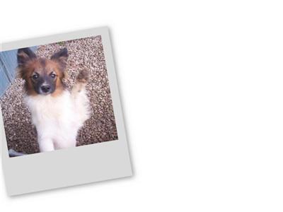 papillon puppies for sale in ohio papillon puppies for sale in ohio papillon puppies for sale in ohio papillon puppies for sale in ohio
