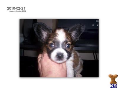 Papillon Puppies for Sale