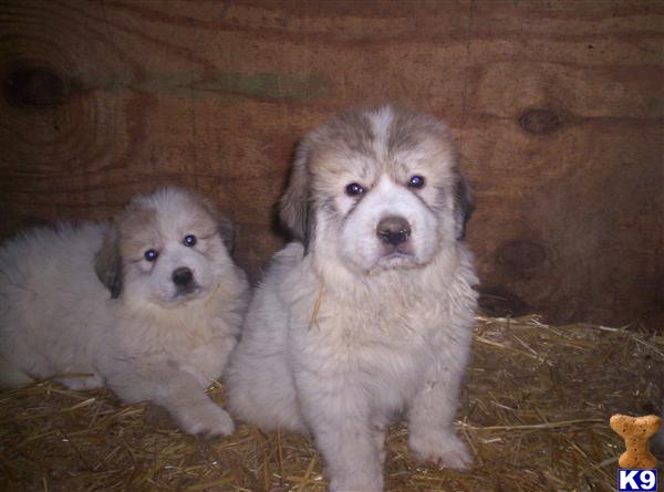 Puppies in Blue creek