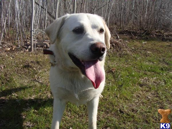 yellow labrador puppies for sale. Yellow Lab Puppies For Sale In