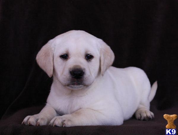 Puppies in MN