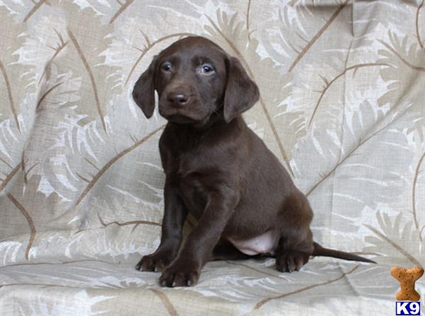 Puppies in MN