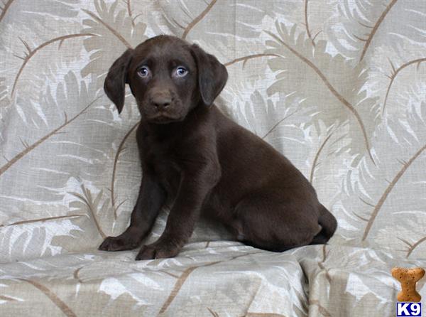Puppies in MN